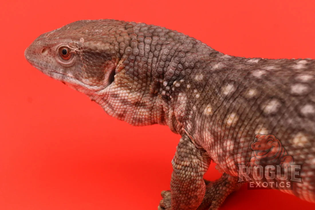 Juvenile Savannah Monitor Reptile