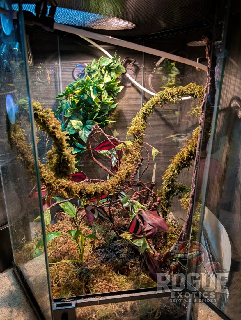 Leachianus Gecko