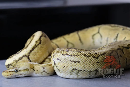 Lemon Blast Ball Python Reptile