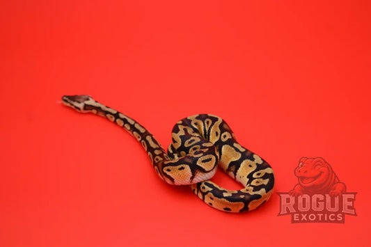 Leopard Fire Pastel Ball Python (Male) Reptile