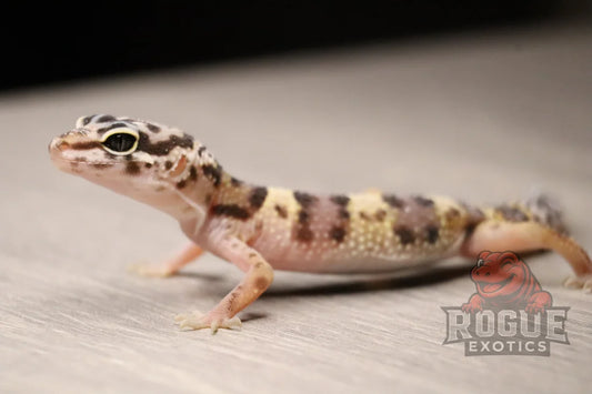 Leopard Gecko Reptile