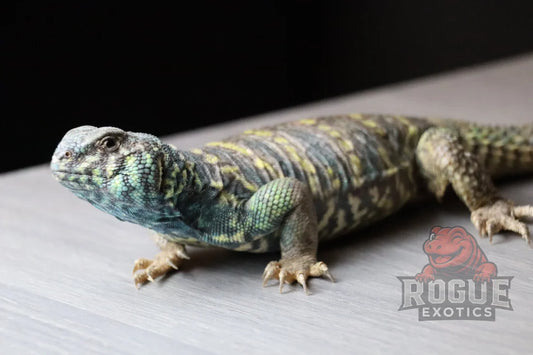 Male Ornate Uromastyx Reptile