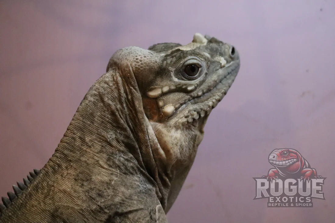 Male Rhino Iguana Reptile