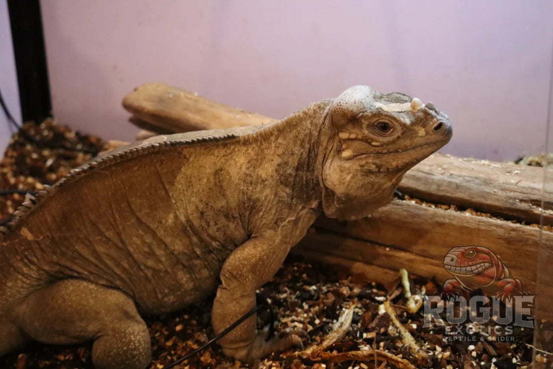 Male Rhino Iguana Reptile