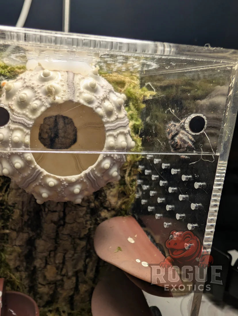Premium Magnetic Jumper Enclosure