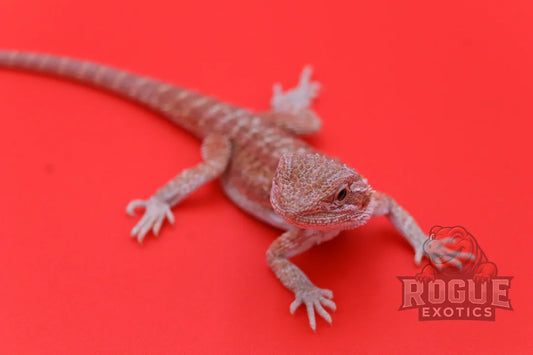 Red Blast Bearded Dragon Reptile