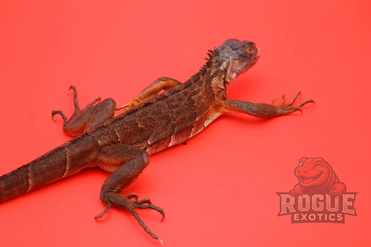 Red Iguana Reptile