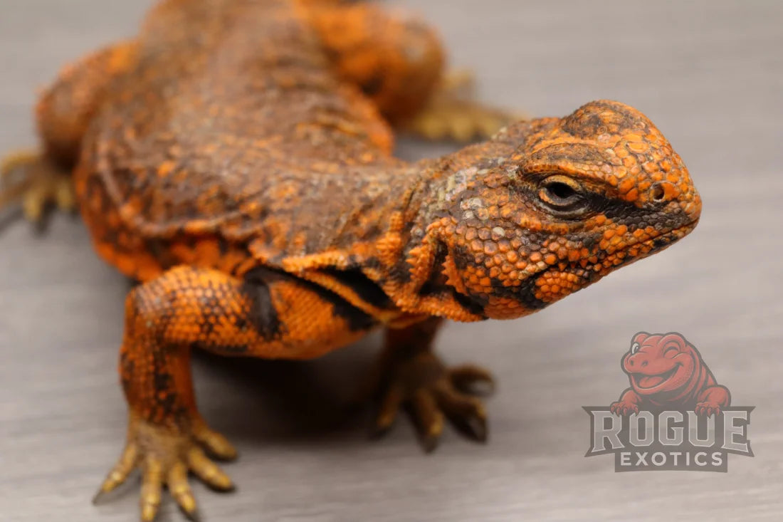 Red Uromastyx