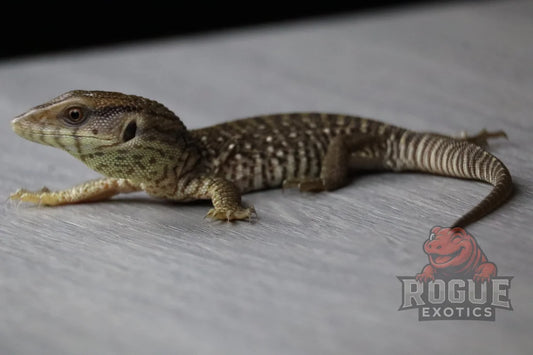 Savannah Monitor Reptile