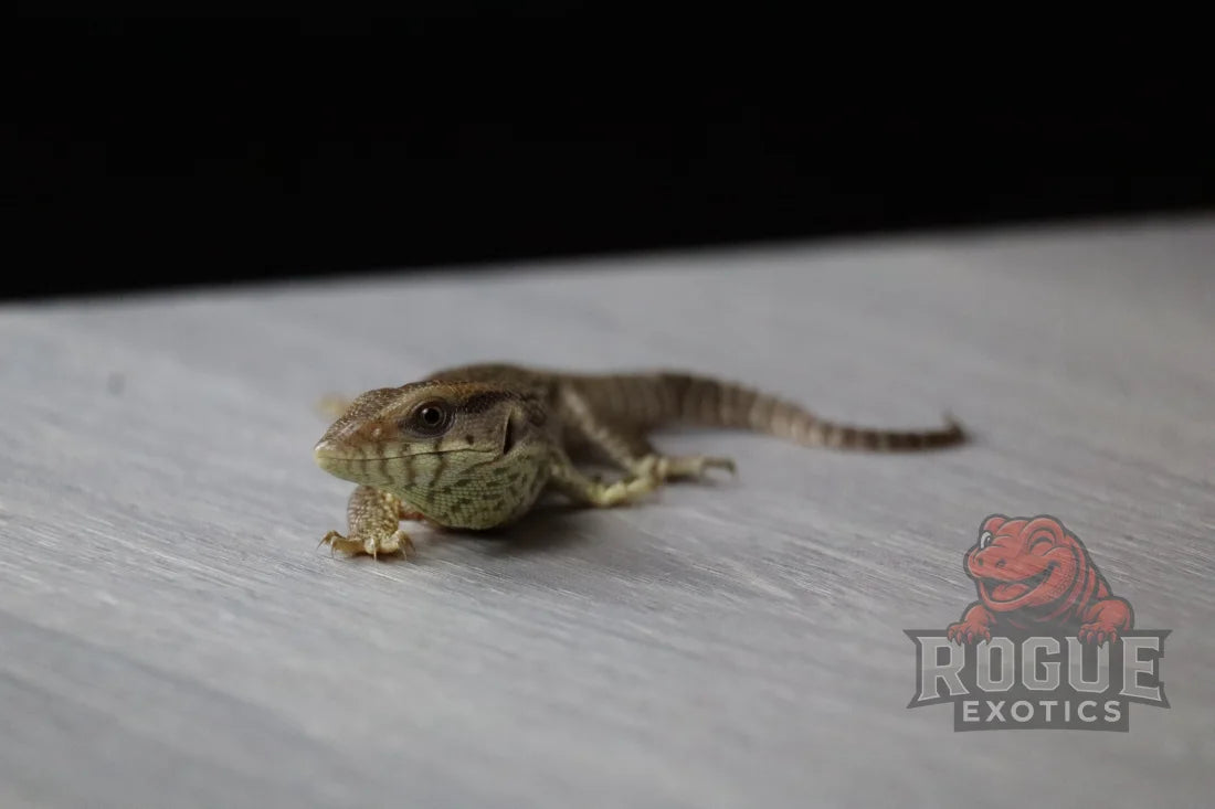 Savannah Monitor Reptile