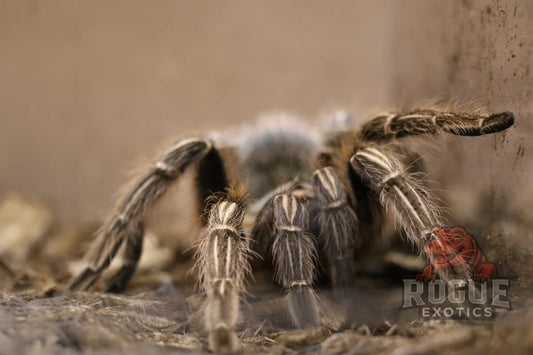 Stripped Knee Tarantula