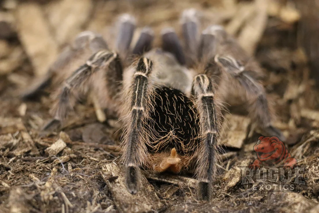 Stripped Knee Tarantula