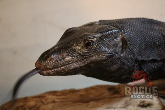 Sub-Adult Black Dragon Reptile