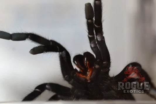 Uthai Thani Earth Tiger Tarantula Arachnid