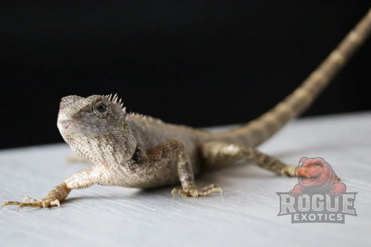 Vietnamese Tree Calotes Reptile
